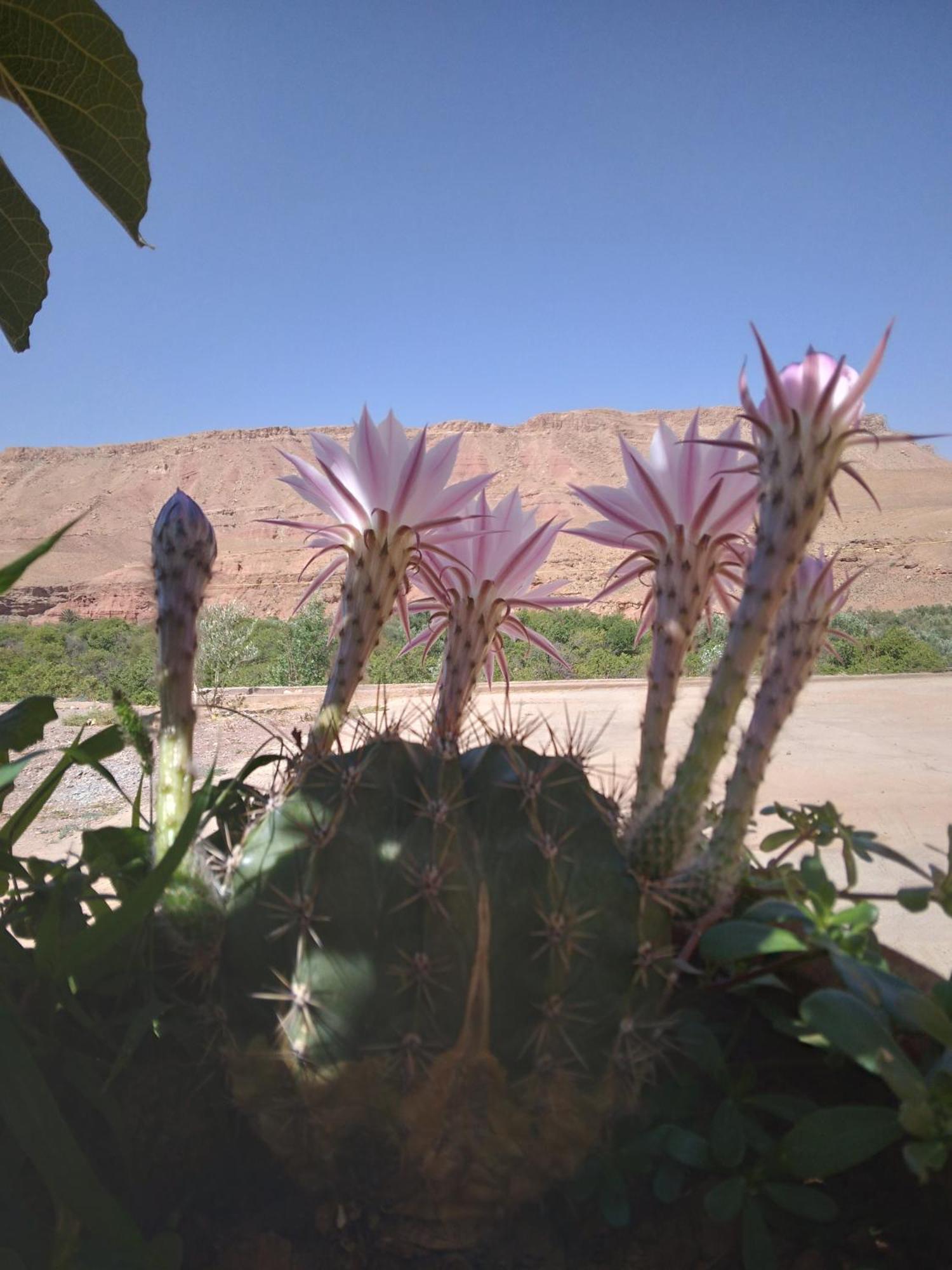 Dar Bilal Hotel Ait Benhaddou Luaran gambar